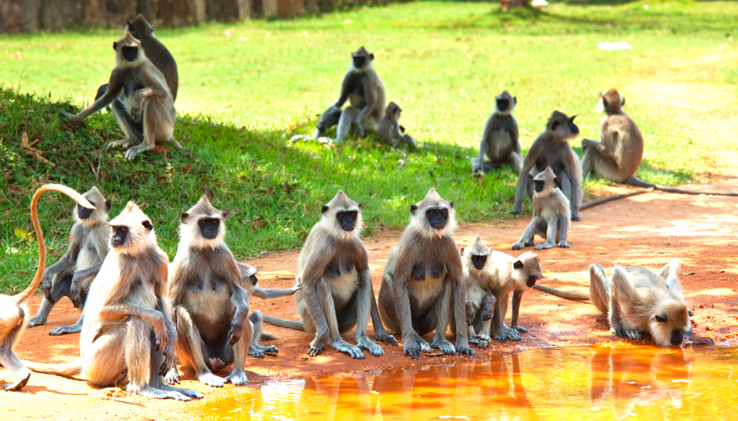 Sri Lanka – Nature & Wildlife Tour